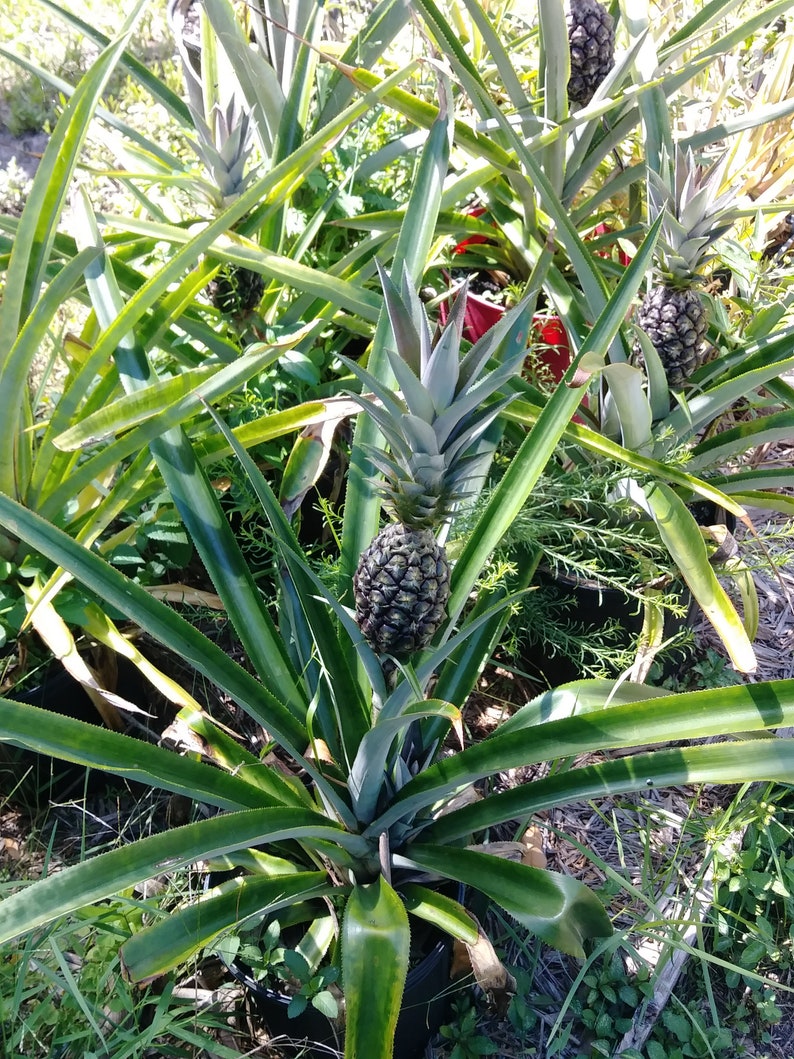 PINEAPPLE PLANT Kona Sugarloaf Bareroot 6 12 Etsy