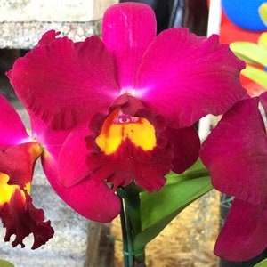 May include: Close-up of vibrant magenta orchids with yellow and red accents in the center. The petals have a ruffled texture, and the flowers are in full bloom. Green leaves and stems are visible.