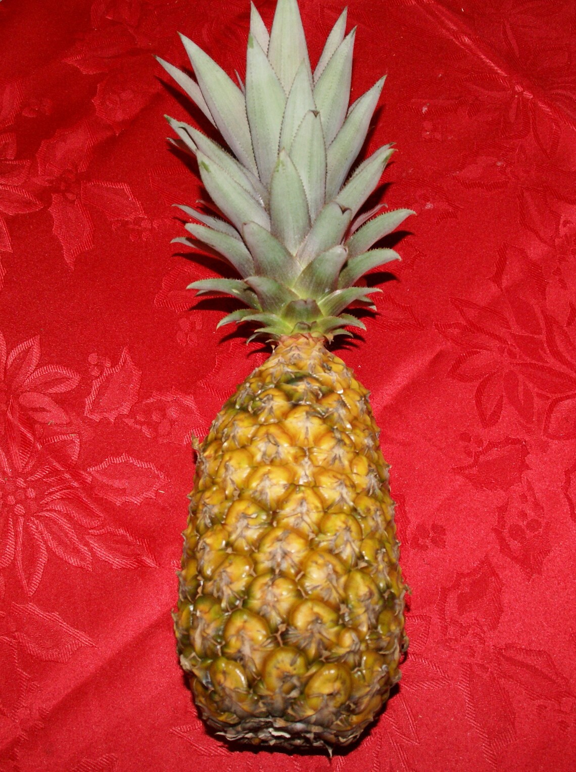 PINEAPPLE PLANT Kona Sugarloaf Bareroot 6 12 Etsy