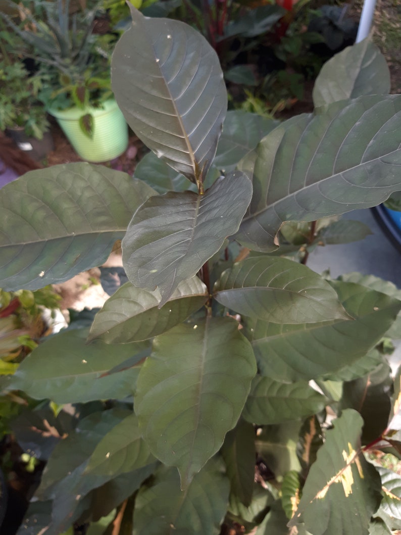 Chocolate JAMAICAN CROTON Graptophyllum Pictum 3 Etsy