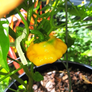 Jamaican Gold Chili Pepper SeedsVERY HOT10 seeds Capsicum chinense FL Grown many uses fresh or dried. image 2