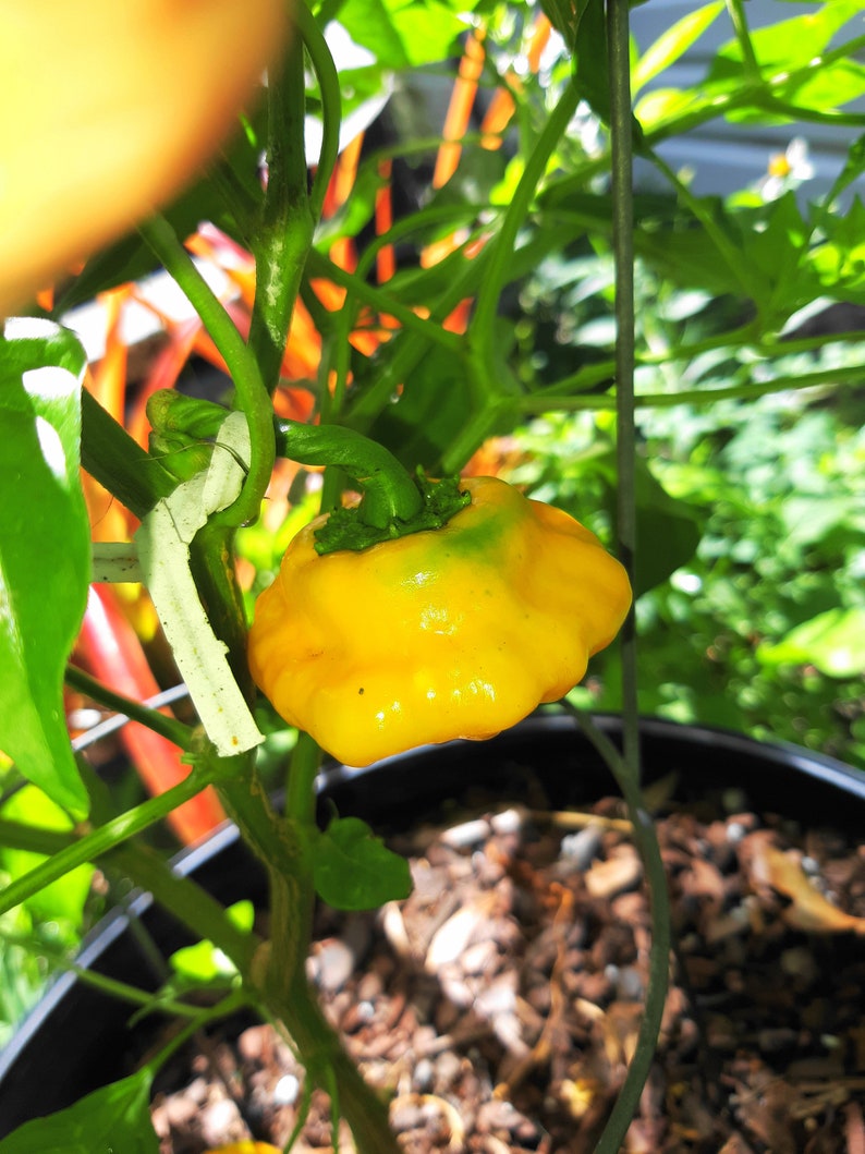 Jamaican Gold Chili Pepper SeedsVERY HOT10 seeds Capsicum chinense FL Grown many uses fresh or dried. image 2