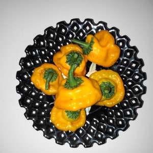 Jamaican Gold Chili Pepper SeedsVERY HOT10 seeds Capsicum chinense FL Grown many uses fresh or dried. image 3