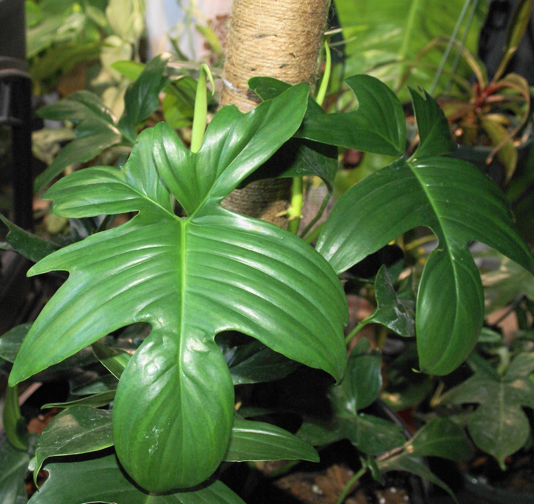 philodendron giganteum variegata kaufen Philodendron Giganteum Blizzard Plant (Semishade Node Plant) – ASHIYANA  STORE