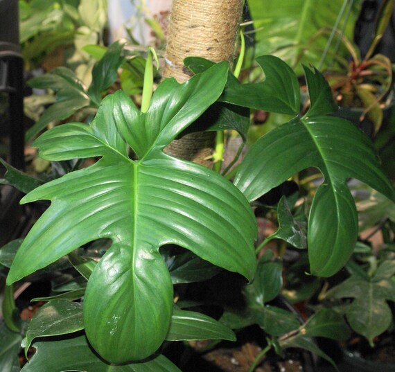 monstera stem rot Monstera deliciosa var sierrana – AABexotics main image 1