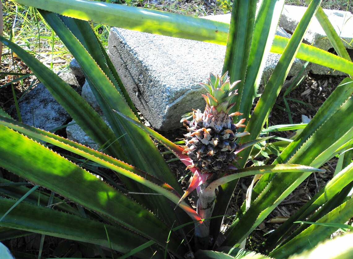 PINEAPPLE PLANT Kona Sugarloaf Bareroot 6 12 Etsy