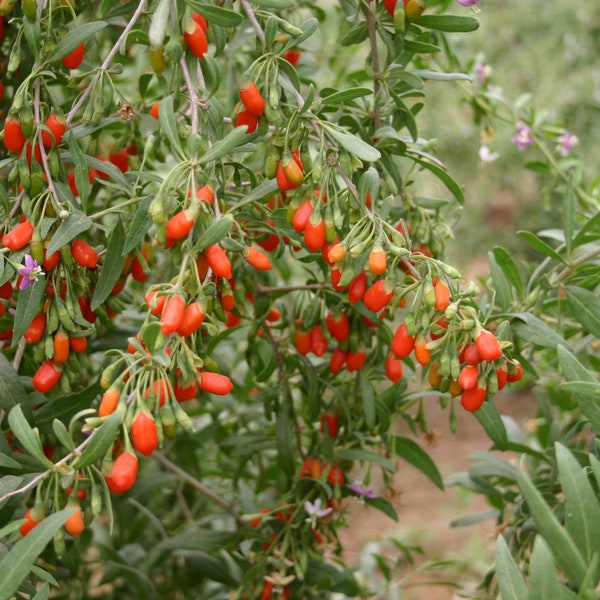 Goji Berry Seeds 50+ *FREE SHIPPING* - QUALITY Lycium barbarum - Wolfberry - (Gou-gi-zi)  Perennial Zone 3-9