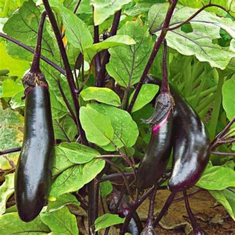 JAPANESE MILLIONAIRE Eggplant 25 Seeds Thrives in Hotter Etsy