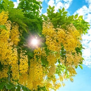 GOLDEN SHOWER Tree Seedling - Cassia Fistula - Indian Laburnum - Produces GORGEOUS Clusters of Yellow Flowers - Easy to Grow - Florida Grown