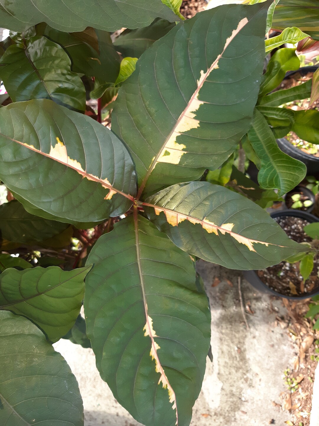 Chocolate JAMAICAN CROTON Graptophyllum Pictum 3 4 Rooted Cutting