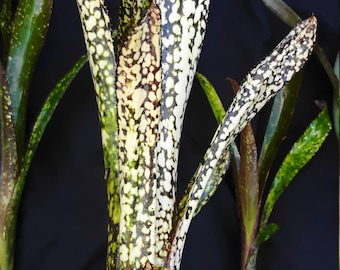 Bromeliad - Billbergia - CASA BLANCA - Variegated Mottled Foliage - Very Easy to Care For - Florida Grown