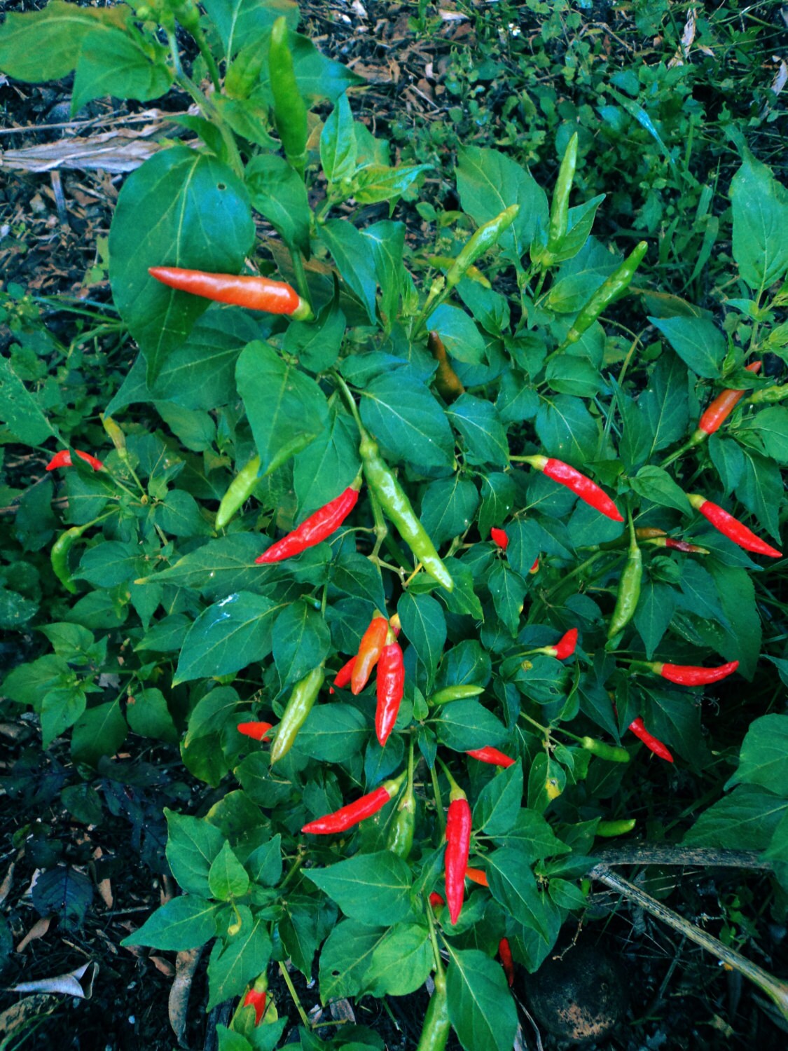 Thai Chili Pepper SeedsHOT40 Heirloom seeds plus FREE Etsy