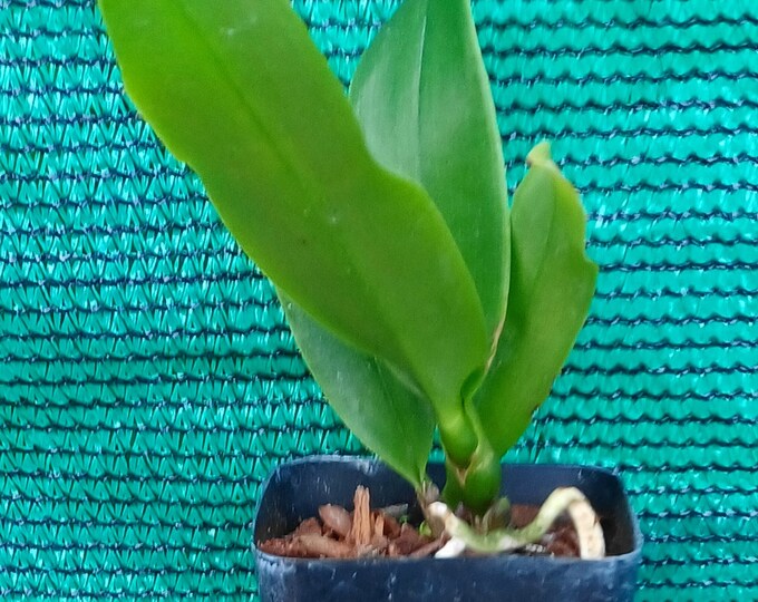 ORCHID Plant Rlc chocolate Drop X San Daniano X Rlc Larry Nishikawa 2