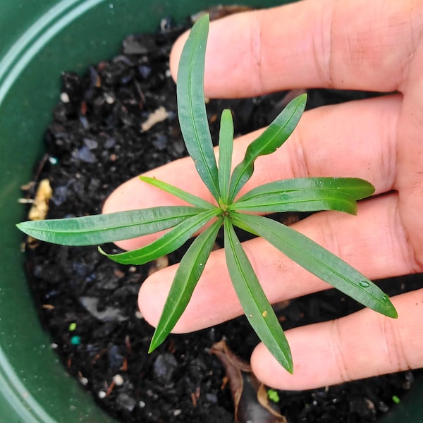 PODOCARPUS - Great as Bonsai, Hedge or Topiary - 3"-6" seedling -Shade to Full Sun - Easy to Grow - Florida Grown - P macrophyllus