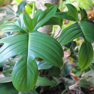 Philodendron pedatum - Bare root cutting - 2&quot; - 8&quot; multiple node - Lush Indoor Foliage Plant - Florida Grown