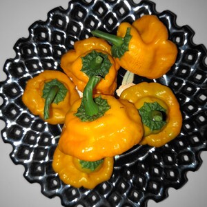 Jamaican Gold Chili Pepper SeedsVERY HOT10 seeds Capsicum chinense FL Grown many uses fresh or dried. image 4