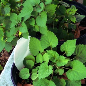 Korean Mint-40 Seeds FREE ShippingFlorida Grown-Super easy to grow and makes a delicious tea-Banga-Agastache rugosa-Huo Xiang image 5