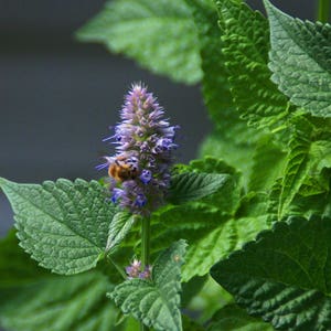 Korean Mint-40 Seeds FREE ShippingFlorida Grown-Super easy to grow and makes a delicious tea-Banga-Agastache rugosa-Huo Xiang image 1