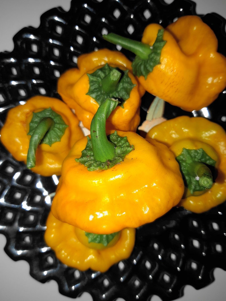 Jamaican Gold Chili Pepper SeedsVERY HOT10 seeds Capsicum chinense FL Grown many uses fresh or dried. image 1