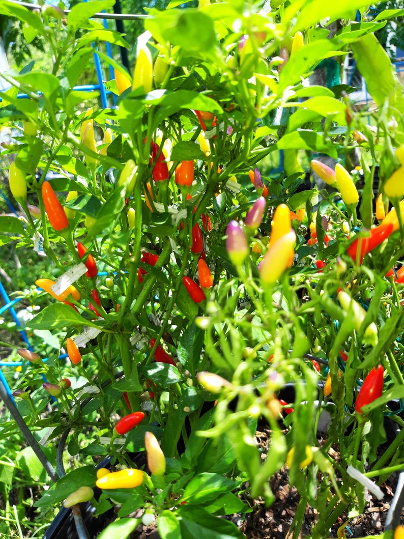 Siling Labuyo - RARE Filipino Chili Pepper Seeds - Free Shipping! - the ...