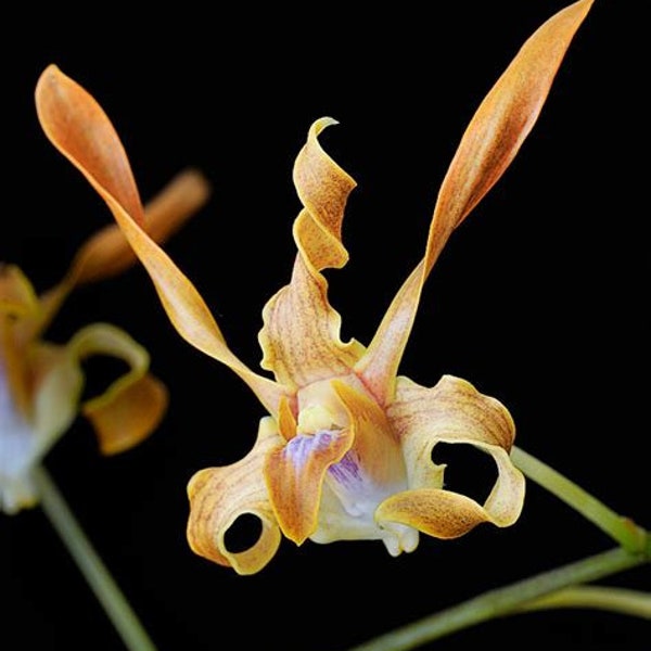 ORCHID Plant - Den Tangerinum - Antelope Type - 2" or 4" Pot - Fragrant- Dendrobium