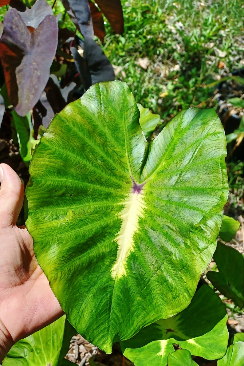 Colocasia 'White Lava' Grows Beautiful LARGE Leaves 8 12 Bare Root Elephant ear Taro Indoor Outdoor EZ to Grow Florida Grown image 2