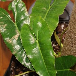 May include: A close-up of a houseplant with large, heart-shaped, green leaves. The plant is potted in brown soil and has a brown, rope-wrapped support.