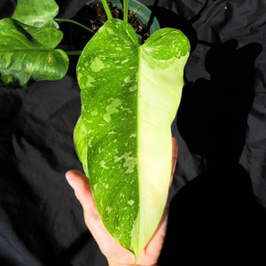 VARIEGATED Jose Buono - Philodendron - One Node Cutting - Indoor Foliage Plant - Florida Grown