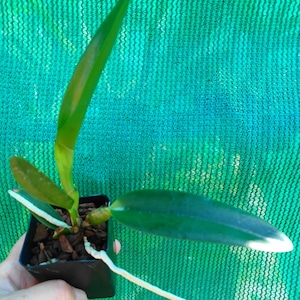 ORCHID Plant Pot Burana Fire 'Momilani' Burana Beauty X Fire Fantasy 2 Pot Florida Grown Potinara image 3