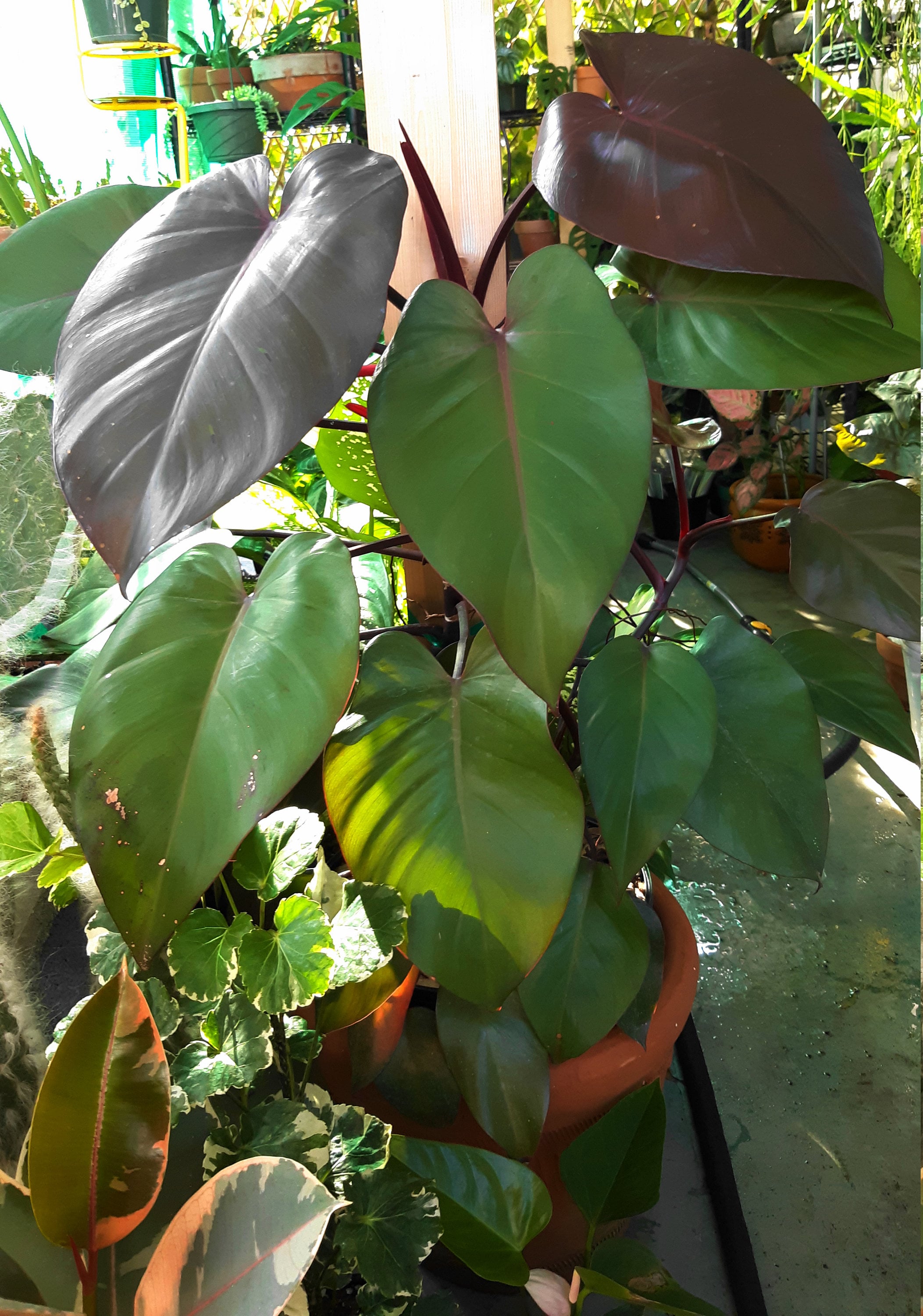 Philodendron 'ROYAL QUEEN' - FREE SH1PPING! - One Node One Leaf Cutting -  Beautiful Dark Foliage Houseplant - Florida Grown - Etsy