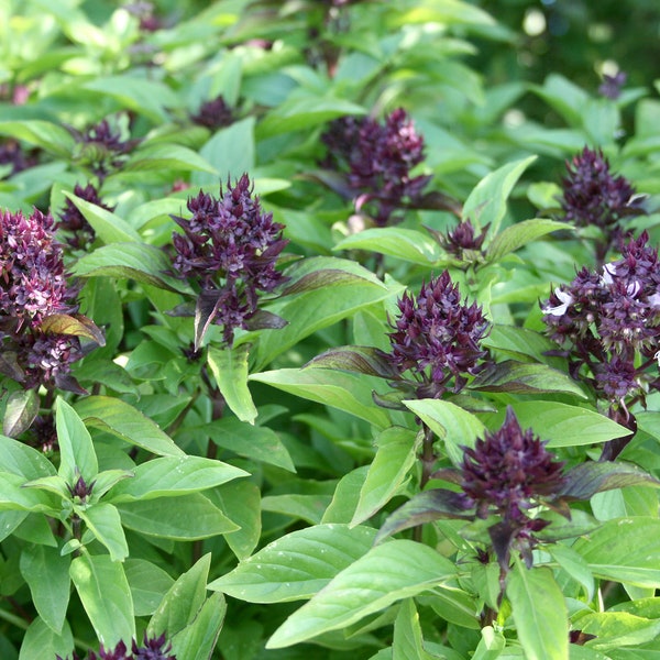 Thai Basil - QUEENETTE variety - 50+ seeds plus FREE Shipping- Super Aromatic, Super Flavorful and a Super Easy to Grow Herb.