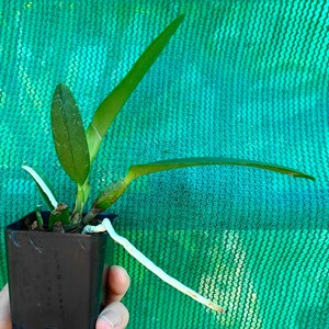 ORCHID Plant Pot Burana Fire 'Momilani' Burana Beauty X Fire Fantasy 2 Pot Florida Grown Potinara image 2