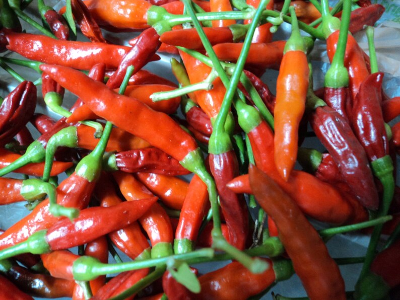 Thai Chili Pepper SeedsHOT40 Heirloom seeds plus FREE Etsy