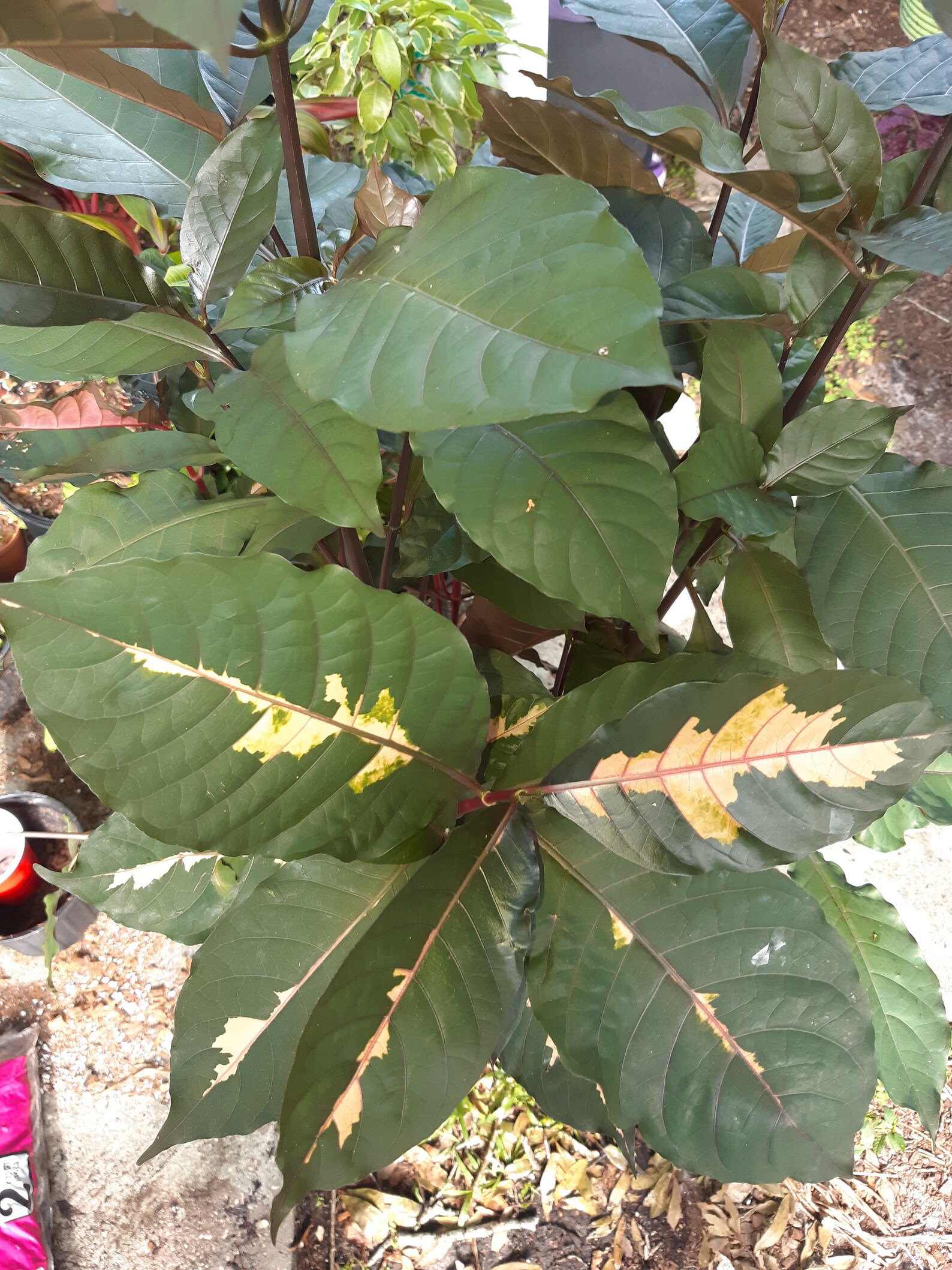 Chocolate JAMAICAN CROTON Graptophyllum Pictum 3 Etsy