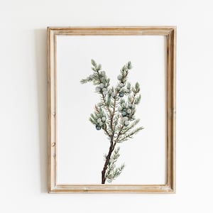 Juniper Branch,Vintage Botanical Watercolor Painting,Winter Wall Decor,Christmas Tree Printable Wall Art,Christmas Tree Print,Christmas Sign