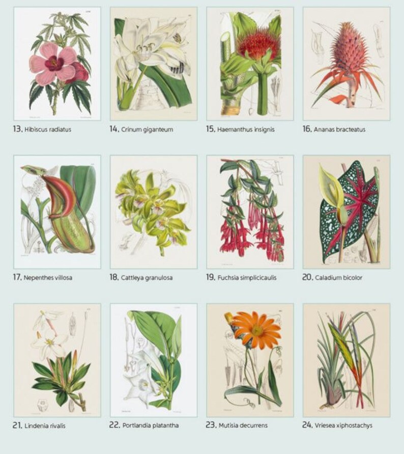 Kew Garden Botanical Art Coloring Book: Green Garden - Etsy