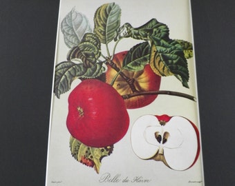 Botanic plate apple tree " Belle du Havre" printing Langlois Pierre Jean François Turpin | France Vintage 1960