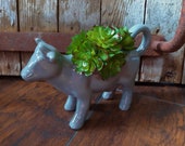 cute little farmhouse cow pitcher creamer with succulent arrangement