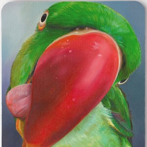 May include: A green and red parrot with a large, bright red beak and a long, pink tongue sticking out. The parrot's head is tilted to the side, and its eye is visible.