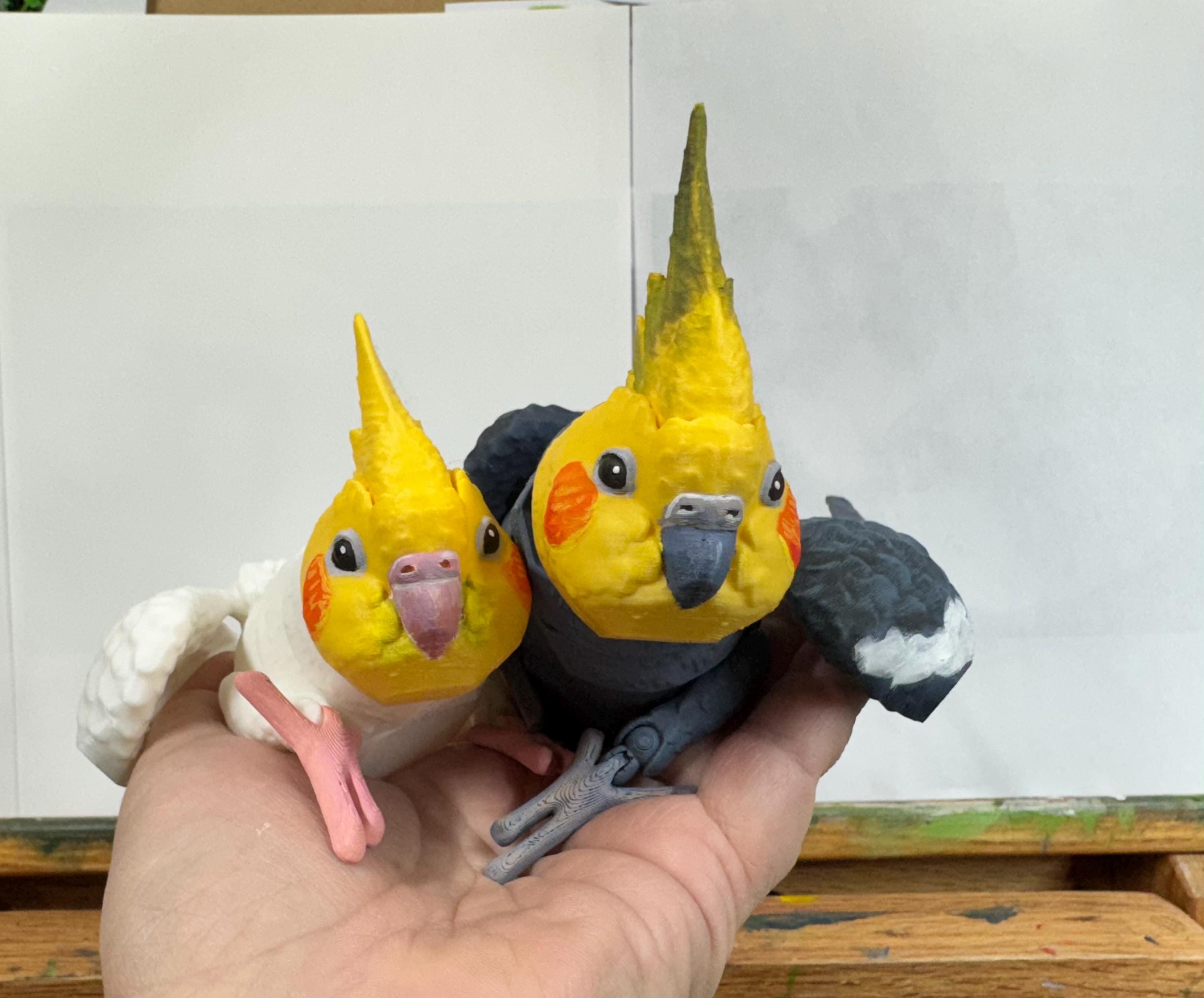 Cockatiel Mutations Rainbow Cockatiel Cockatiel Picture Australia