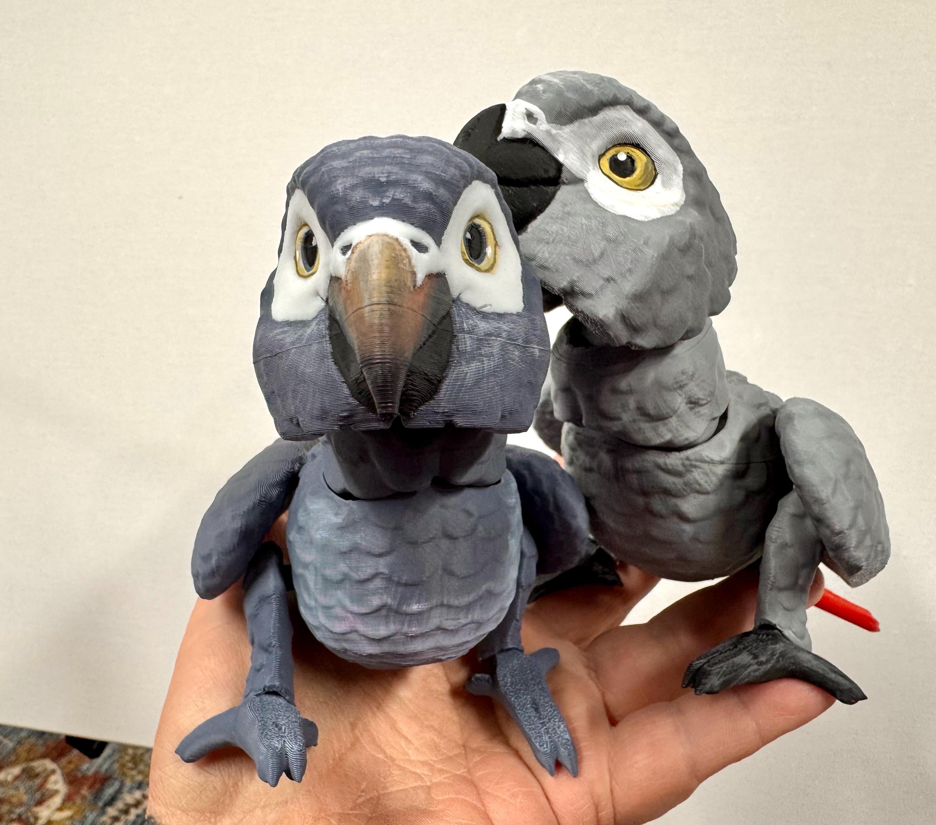 African Grey -timneh or Congo - Articulated 3D Model With Hand