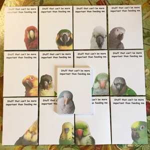 May include: Twelve white cards with a parrot on each card. The cards have the text "Stuff that can't be more important than feeding me." on them.