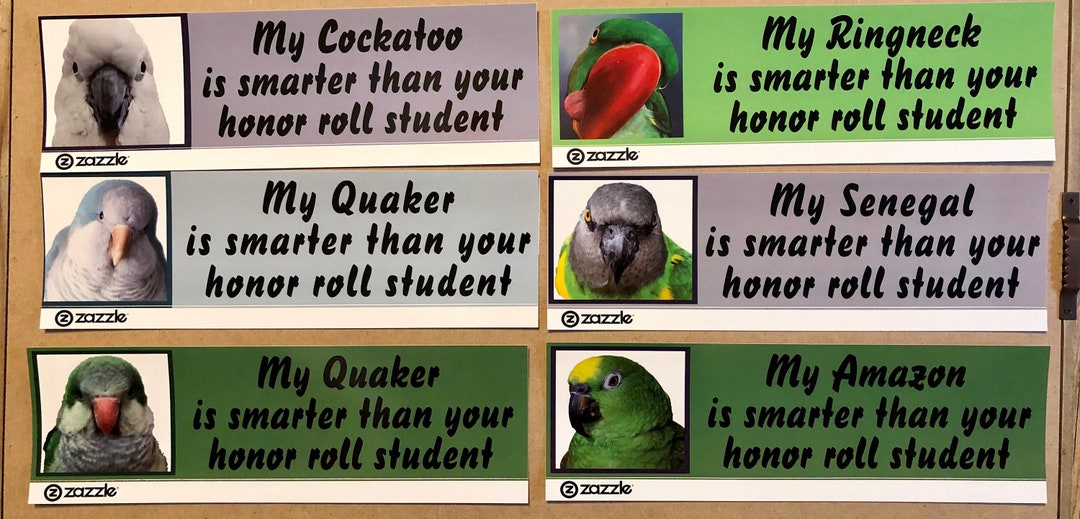 Funny Parrot Themed Bumper Stickers- Choose From Over 6 New Designs! - Etsy