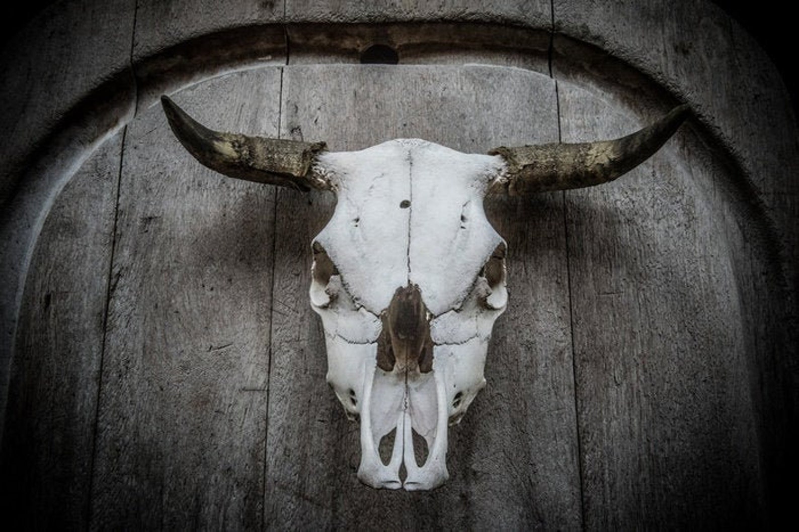 Alfombra de baño de calavera de toro decoración de baño de | Etsy