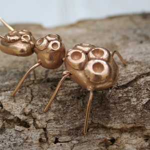 Ant &quot;the dimpled&quot;
