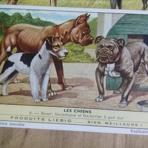 Cartões colecionáveis vintage. Cromos vintage.1940.Liebig.Estatuetas antigas.Cão.Colecionadores.Raro.Les Chiens.Boxer.Fox Terrier.Papel vintage.Francês