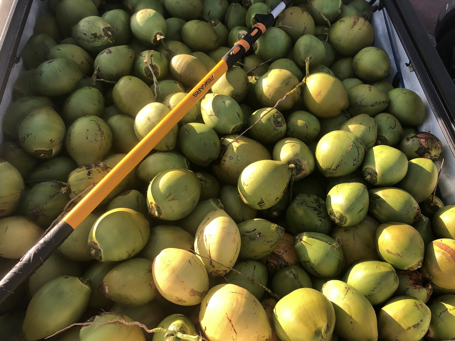 3 Fresh Natural Coconuts USA Florida Miami Coco Water Meat Etsy