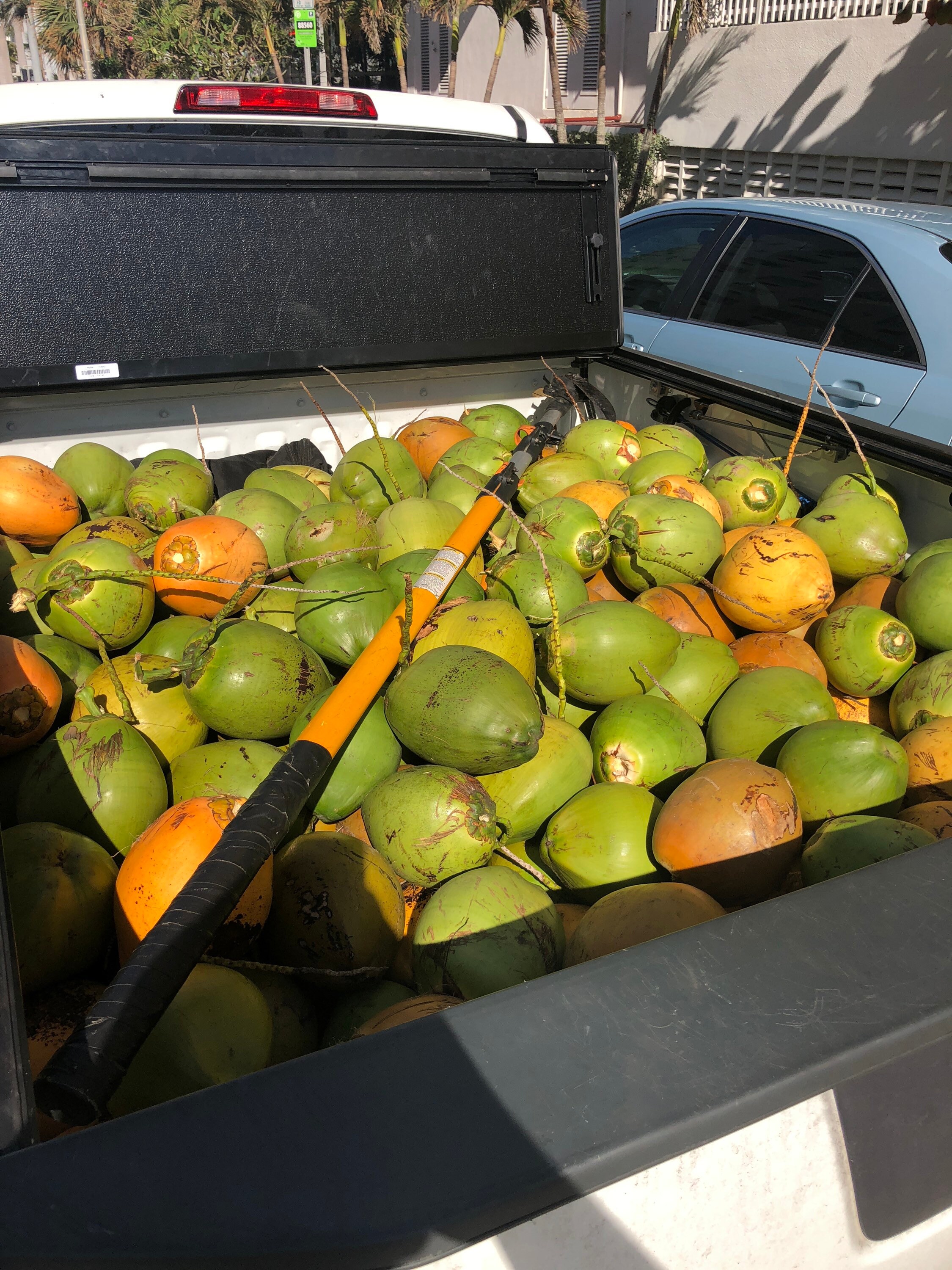 3 Fresh Natural Coconuts USA Florida Miami Coco Water Meat Etsy