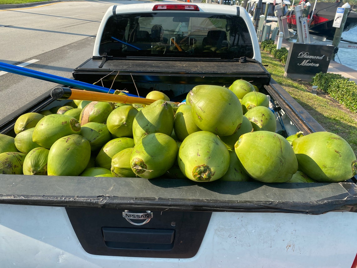 3 Fresh Natural Coconuts USA Florida Miami Coco Water Meat Etsy