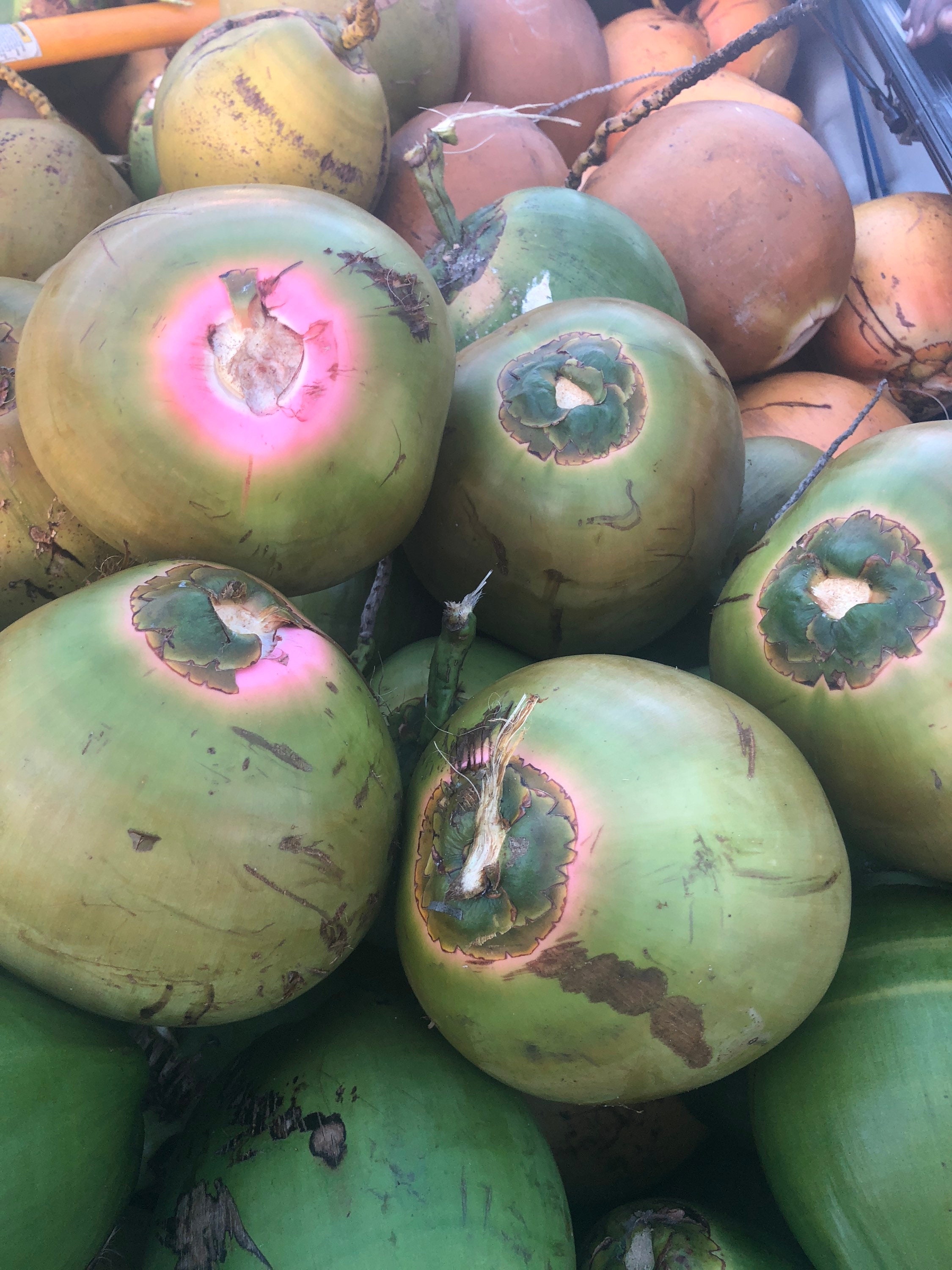 3 Fresh Natural Coconuts USA Florida Miami Coco Water Meat Etsy